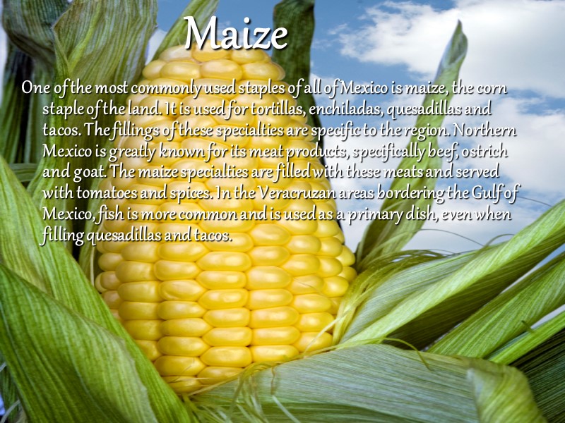 Maize  One of the most commonly used staples of all of Mexico is